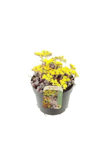 Сукулентний ґрунтопокривник Cape Blanco